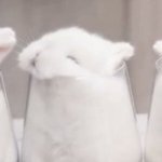 [EXO] 너네 큥일파티 <b>설문</b>조사 질문 뭐했어?