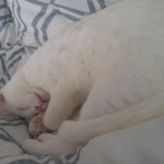 [고양이] 우리집 고양이 첫만남(개<b>다래</b>나무로 유혹)