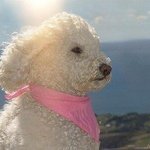 [댓글부탁해] 하얘들아 <b>우</b><b>카노</b>