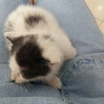 입양완료/감사합니다/얼룩<b>무늬</b> 아기고양이 한번 봐주세요.