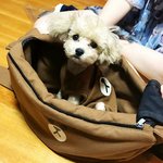 [강아지] 말티푸 정마늘