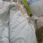 우리집 멍멍이 보고가