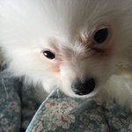 [EXO] 화이트 <b>포</b><b>메</b> 키우는 사람 들어와봐,,ㅜㅜㅠ