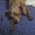 [EXO] 우리집 멍뭉이 자는거 보고가셈