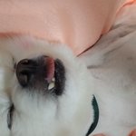 울<b>코난</b>