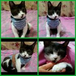 냥이 입양 계획중이신 분들은 꼭 한번 봐주세요..