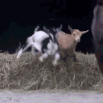 나 진짜 <b>염소</b>같이 생겼음