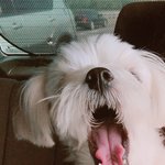 나 차에서 셀카찍었는데 강아지가 ㅋㅋㅋㅋㅋ
