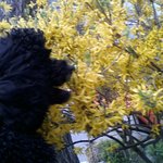 [EXO] 우리강아지 꽃먹으려는거 순간<b>포착</b>함