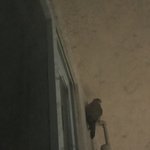 [드루와] 오 미친 우리집 가스배관에 황<b>조롱이</b>있음