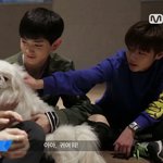 [프로듀스] 강아지도 귀여운데 으<b>웅</b>이랑 윙이 더<b>귀여</b>웡