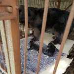 [강아지] 뜬<b>장위</b>에서 새끼까지 낳은 철수와 영이