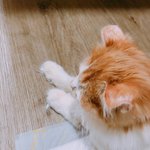 [고양이] 돈이 없으면 <b>동물</b>을 키우면 안된다는 걸 알았음.