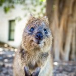 세상 행복한 <b>쿼카</b>의 미소 모음