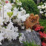 [강아지] 미소<b>천사</b> 우리 꽃개