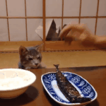 하민호 프듀하차하면 <b>주원</b>탁들어오는거 가능??