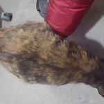 [고양이] <입양홍보>난이의 육아일기-내가 천재들을 낳았나봐요!...