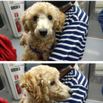 [강아지] 강아지 주인을 찾습니다