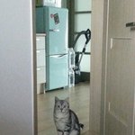 [댓글부탁해] 난 뚱냥이랑 <b>펭귄</b>좋아함