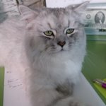 [<b>우니</b>호두] 쭈굴미 <b>우니</b>와 캣초딩 호두 -1