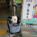 [강아지] 내사랑 <b>달리</b>도 투표 인증 ㅋㅋ