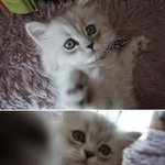 [<b>우니</b>호두] 역변의 아이콘 <b>우니</b>  -2