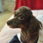 <b>지영</b>/초코푸들/여아/4살/4kg  구조된 아이들 중 가장 깨발랄한...