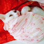 [강아지고양] 강아지하나,고양이셋