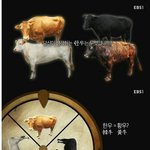 [콜로라도] 일제가 <b>말살</b>해버린 한국의 전통 소 . jpg