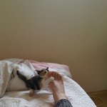 고양이 키워주실분