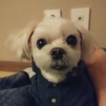 어느 강아지의 이야기~~