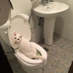[고양이] 1살된 똑<b>순이</b> 앙꼬를 소개합니다^.^