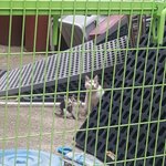 [고양이] 분양이급한애기길냥이들입니다.