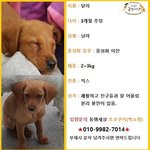 [강아지] 대학가 쓰레기<b>더미</b>에서 태어난 달이