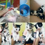 [고양이입양] 아깽이4마리있어요 입양하실분