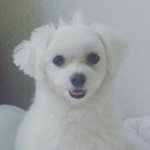 [강아지] 야구사랑