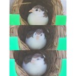 [<b>미니</b>메추리] 나 메추리 키운다2탄