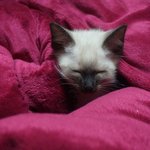 [<b>우니</b>호두] <b>우니</b>와 호두의 첫 만남 -3