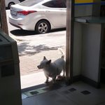 [댓글부탁해] <b>이</b> <b>강아지</b> 종 아는사람