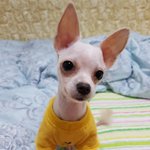 70여마리의 강아지들고 함께산 사랑이