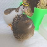 [미니메추리] 나 메추리 키운다3탄