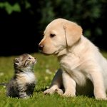 [유머] [ 귀여움 주의 ]  강아지들과 <b>고양</b>잉~