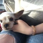 [강아지] 강아지 주인을 찾습니다