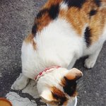 [드루와] 나 오늘 길냥이 밥줬어!