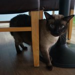 [<b>우니</b>호두] 탁묘냥이를 대하는 <b>우니</b>의 자세 -4