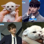 [프로듀스] 콜국이 <b>사막</b>여우..