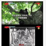 [콜로라도] <b>일제</b>시대에 사라져간 동물들.jpg