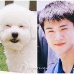 [EXO] 핵둥) ㅅㅂ<b>개</b><b>닮음</b> 존귀..하