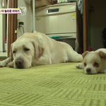 [프듀2] 트와이스 시그널 듣고 반응