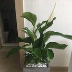 [방탈죄송] 방탈죄송)신랑이 <b>식물</b>을 사왔는데  이름이뭔지모르겠어요...